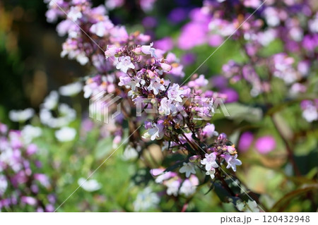 華やか ペンステモンディギタリスの花 華やか ペンステモンディギタリスの花 120432948