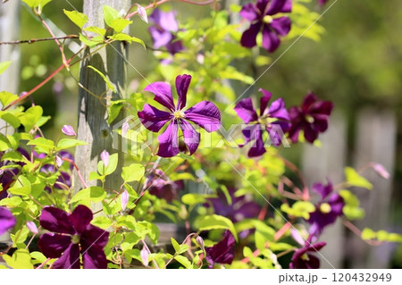 クレマチスの花　エトワールバイオレット 120432949