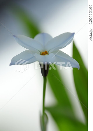白いハナニラの花 白いハナニラの花 120433160