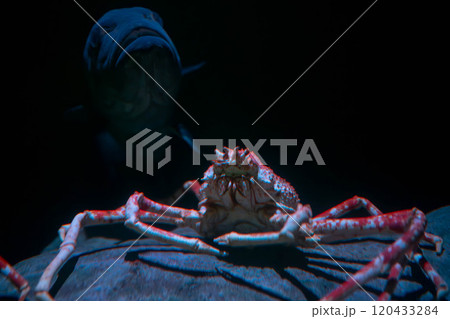 暗闇に潜む大魚とサガミモガニ 120433284