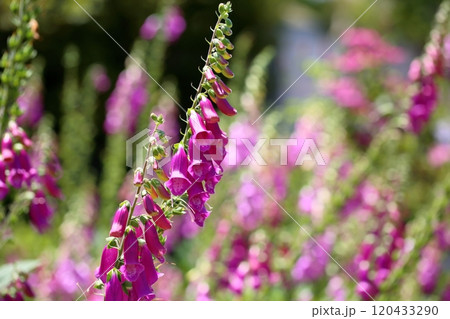 華やか ジギタリスタプシーの花 華やか ジギタリスタプシーの花 120433290