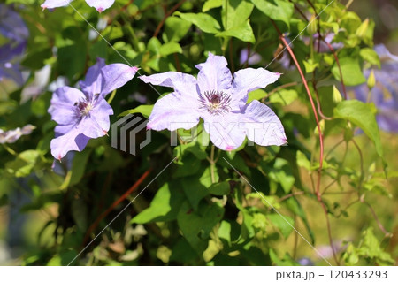 クレマチスの花　むさし 120433293