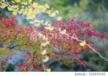 紅葉が美しい熊本の紅葉スポット 紅葉が美しい熊本の紅葉スポット 120433316