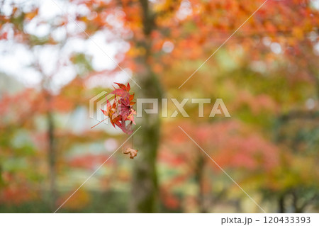 紅葉が美しい大分の紅葉スポット 紅葉が美しい大分の紅葉スポット 120433393