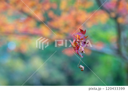 紅葉が美しい大分の紅葉スポット 120433399
