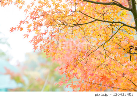 紅葉が美しい大分の紅葉スポット 120433403
