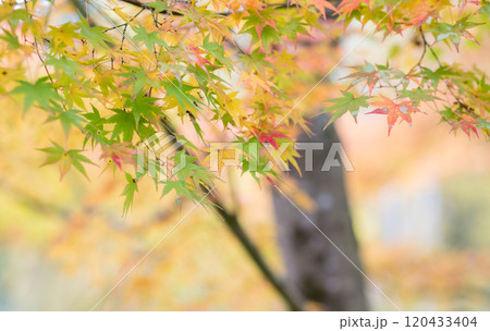 紅葉が美しい大分の紅葉スポット 120433404