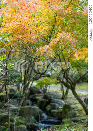 紅葉が美しい大分の紅葉スポット 紅葉が美しい大分の紅葉スポット 120433409