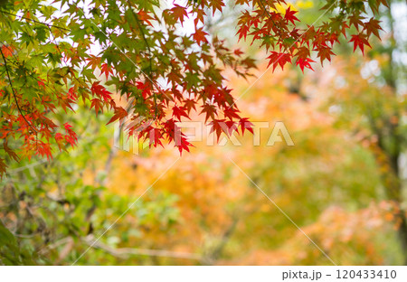 紅葉が美しい大分の紅葉スポット 紅葉が美しい大分の紅葉スポット 120433410