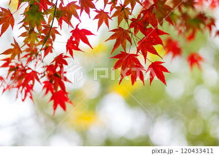 紅葉が美しい大分の紅葉スポット 紅葉が美しい大分の紅葉スポット 120433411