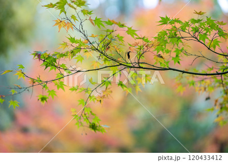 紅葉が美しい大分の紅葉スポット 紅葉が美しい大分の紅葉スポット 120433412