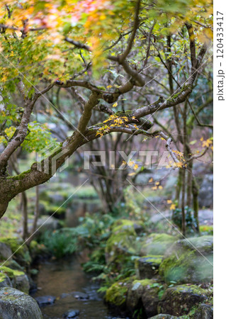 紅葉が美しい大分の紅葉スポット 紅葉が美しい大分の紅葉スポット 120433417