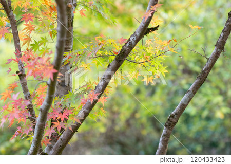 紅葉が美しい大分の紅葉スポット 120433423