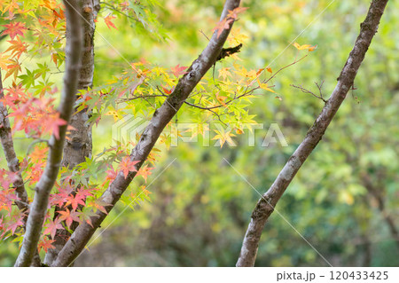 紅葉が美しい大分の紅葉スポット 紅葉が美しい大分の紅葉スポット 120433425
