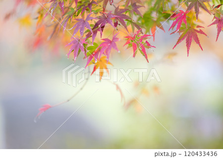 紅葉が美しい大分の紅葉スポット 120433436