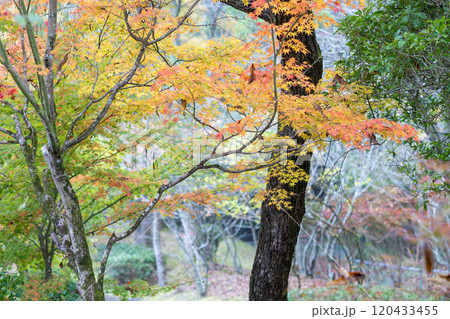 紅葉が美しい大分の紅葉スポット 紅葉が美しい大分の紅葉スポット 120433455