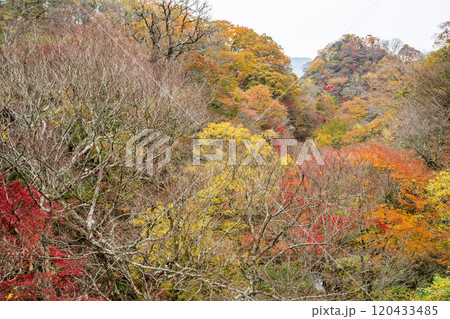 紅葉が美しい大分の紅葉スポット 紅葉が美しい大分の紅葉スポット 120433485