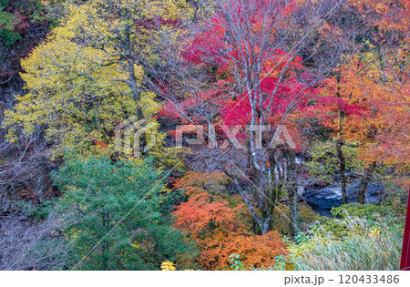 紅葉が美しい大分の紅葉スポット 紅葉が美しい大分の紅葉スポット 120433486
