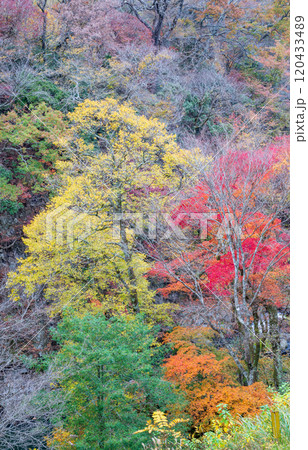 紅葉が美しい大分の紅葉スポット 紅葉が美しい大分の紅葉スポット 120433489