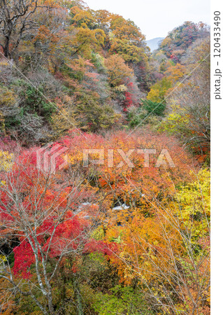 紅葉が美しい大分の紅葉スポット 紅葉が美しい大分の紅葉スポット 120433490
