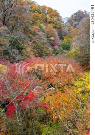 紅葉が美しい大分の紅葉スポット 紅葉が美しい大分の紅葉スポット 120433491