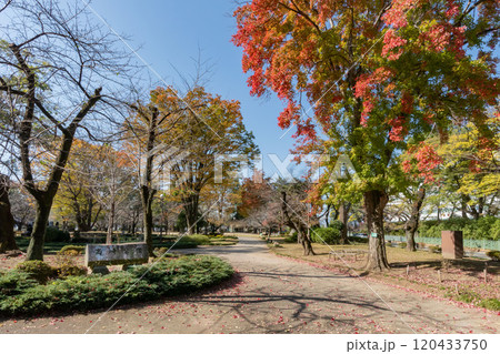 高崎城址公園、群馬県高崎市 高崎城址公園、群馬県高崎市 120433750