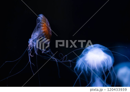 漂うアマクサクラゲ 漂うアマクサクラゲ 120433939