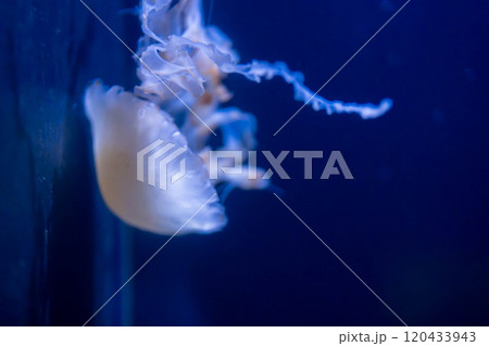 漂うミズクラゲ 120433943