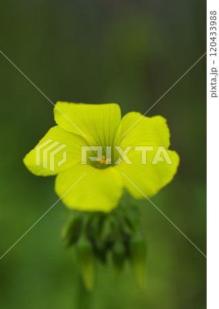 黄色いオオキバナカタバミの花 120433988