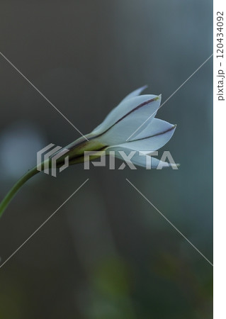 白いハナニラの花 白いハナニラの花 120434092