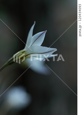 幻想的な白いハナニラの花 幻想的な白いハナニラの花 120434093