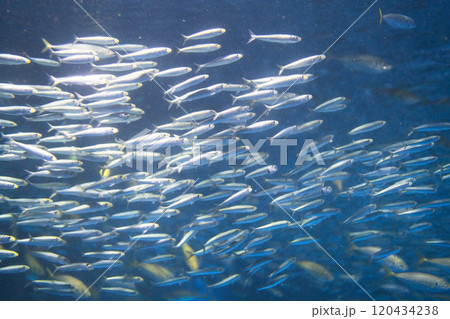 銀色に輝くマイイワシの群れ 120434238