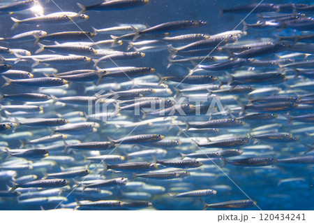 銀色に輝くマイイワシの群れ 銀色に輝くマイイワシの群れ 120434241