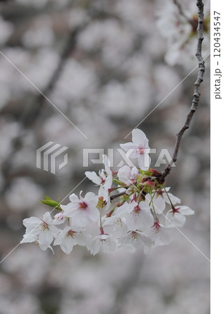 春の日差しを浴びて咲く満開の桜 120434547