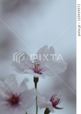 逆光に透ける桜の花 120434571