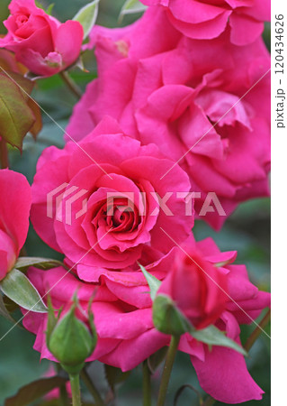 バラの花 120434626