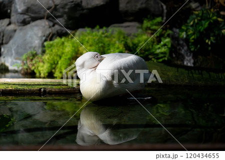 眠そうなモモイロペリカン 120434655