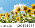 ひまわりと青い空 120434938