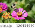 コスモスの蜜を吸う蝶々 120434940
