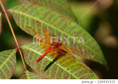 キトンボ キトンボ 120435315