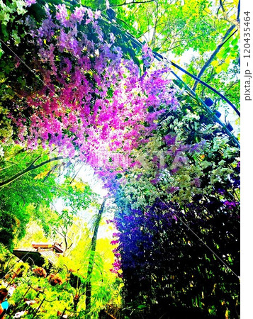 花のループに差し込む光 120435464