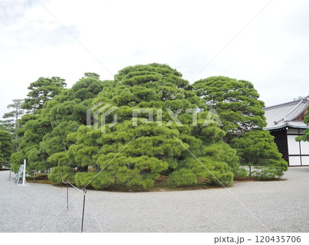 京都御所内 120435706