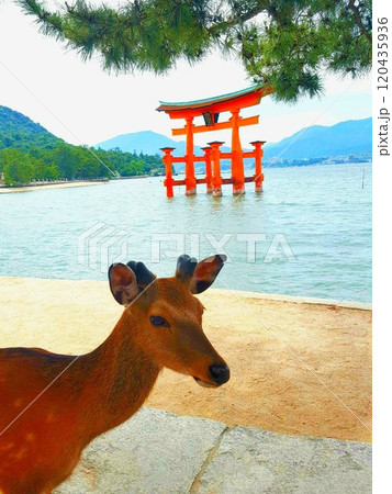 厳島神社の鳥居と鹿 厳島神社の鳥居と鹿 120435936
