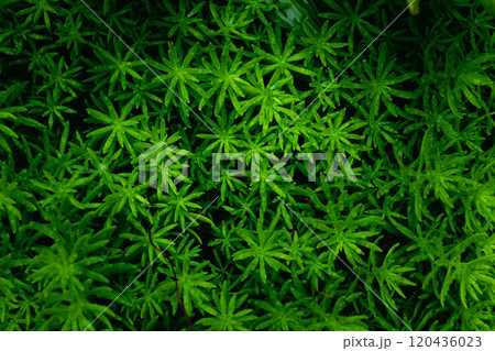 笹の葉に降りた霜 120436023