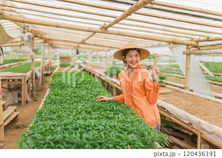 A joyful farmer working in a greenhouse, surrounded by vibrant and fresh vegetables A joyful farmer working in a greenhouse, surrounded by vibrant and fresh vegetables 120436191