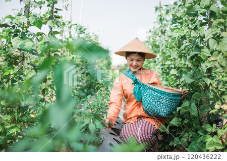 Harvesting Joyful Smiles A Dedicated Local Farmer Tends to Lush Green Fields 120436222