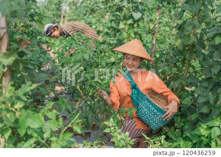 Collecting Fresh Vegetables from a Beautiful and Lush Green Farm Environment Collecting Fresh Vegetables from a Beautiful and Lush Green Farm Environment 120436259