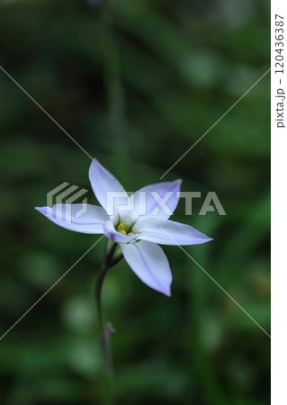 白いハナニラの花 白いハナニラの花 120436387