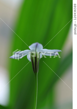 可憐なハナニラの花 可憐なハナニラの花 120436389
