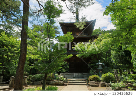 豪徳寺の新緑の三重塔 東京都世田谷区 豪徳寺の新緑の三重塔 東京都世田谷区 120436629